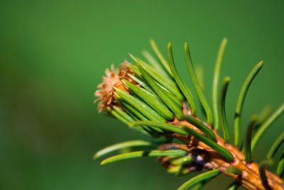 Picea abies 'Cranstonii' - smrk ztepilý, obecný - jehlice2